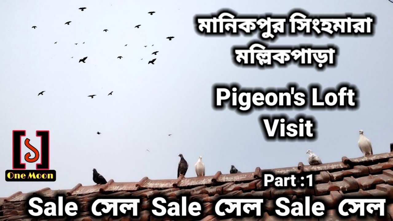 Sankrail Manikpur Pigeon's Loft Visit || High Flying Pigeon's Loft Visit || One Moon