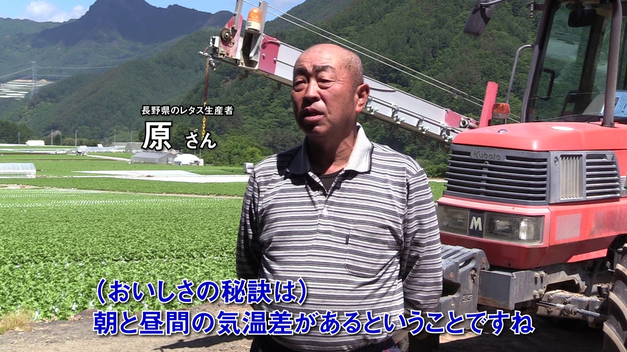 だからおいしい！長野のレタス