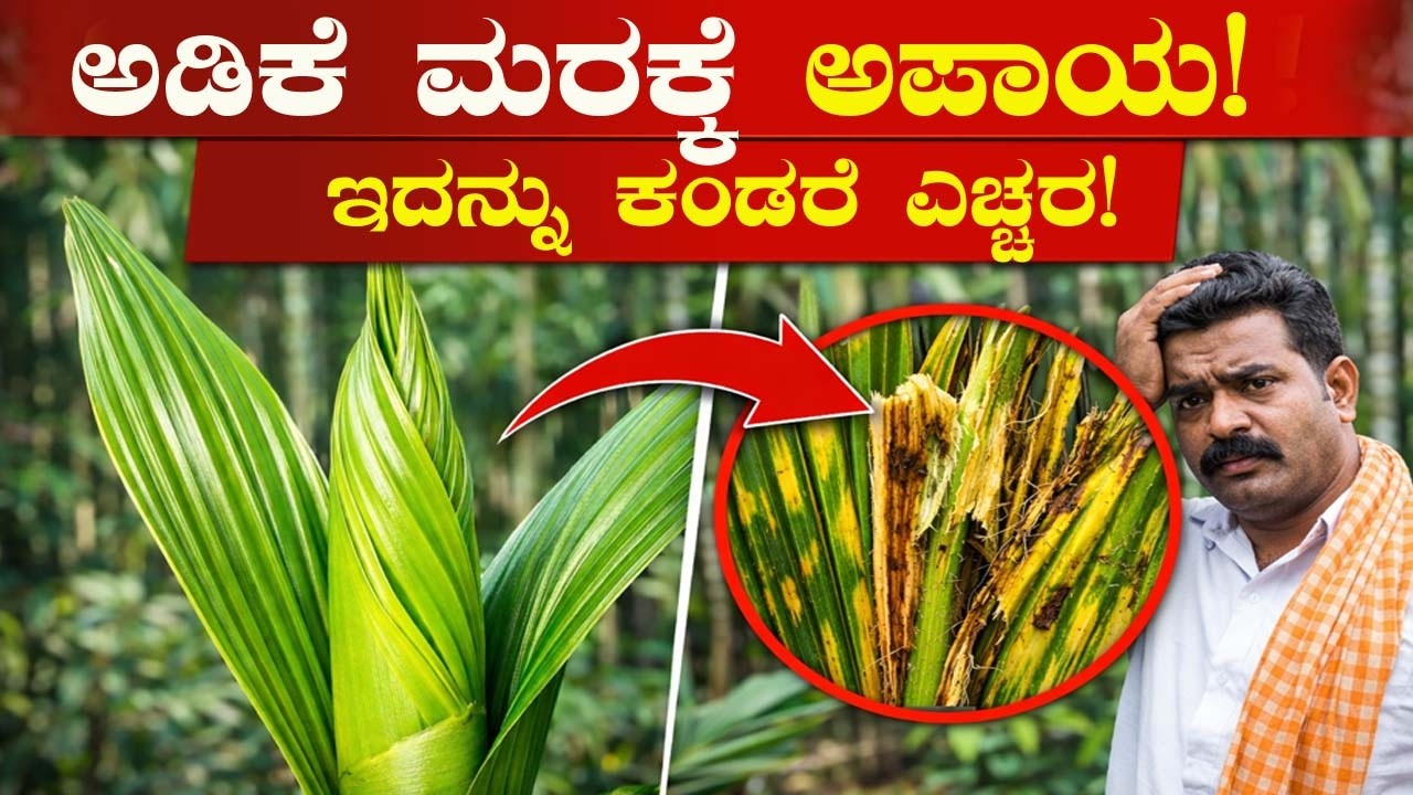 ಅಡಿಕೆ ಬೆಳೆಗಾರರೆ ಈ ಕೀಟವನ್ನು ನಿರ್ಲಕ್ಷ್ಯ ಮಾಡಬೇಡಿ