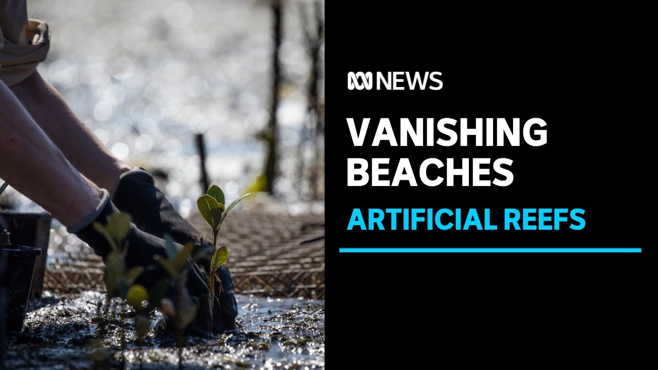 Artificial reefs help slow erosion and grow mangroves | ABC News