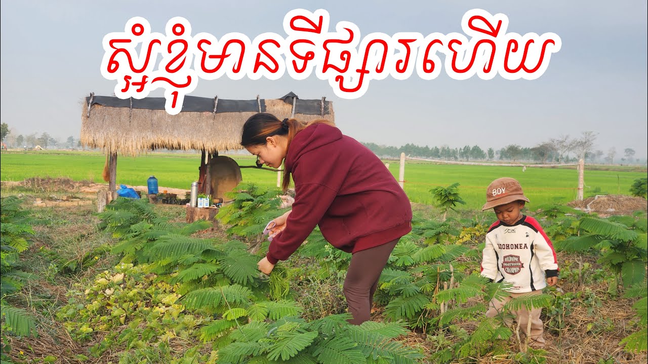 កាត់ស្អំលក់ឲ្យអ្នកភូមិ រកស្អំលក់មិនបានទេបងប្អូន ១Kg = 20000៛ - Cut to sell to the villagers