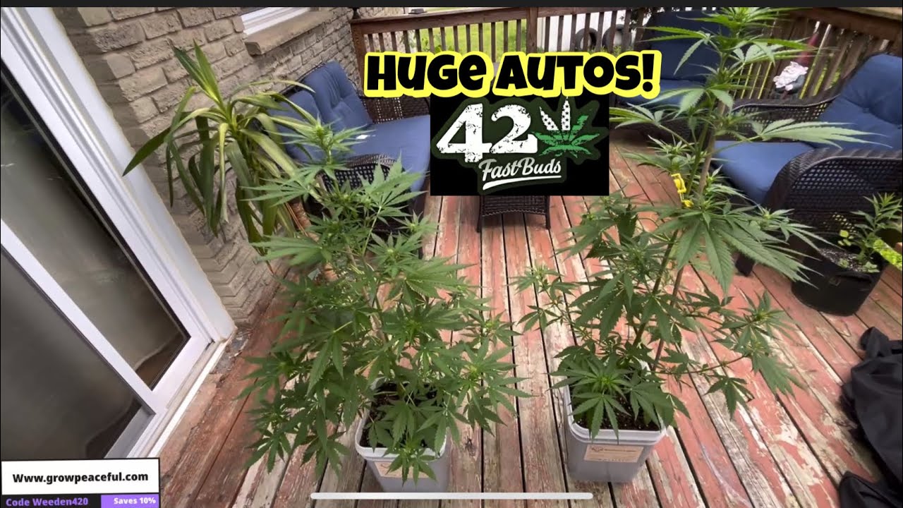 Epic Huge Grow Peaceful AutoFlower 420 Fastbuds Aeque genetics Easiest organic cannabis garden grow