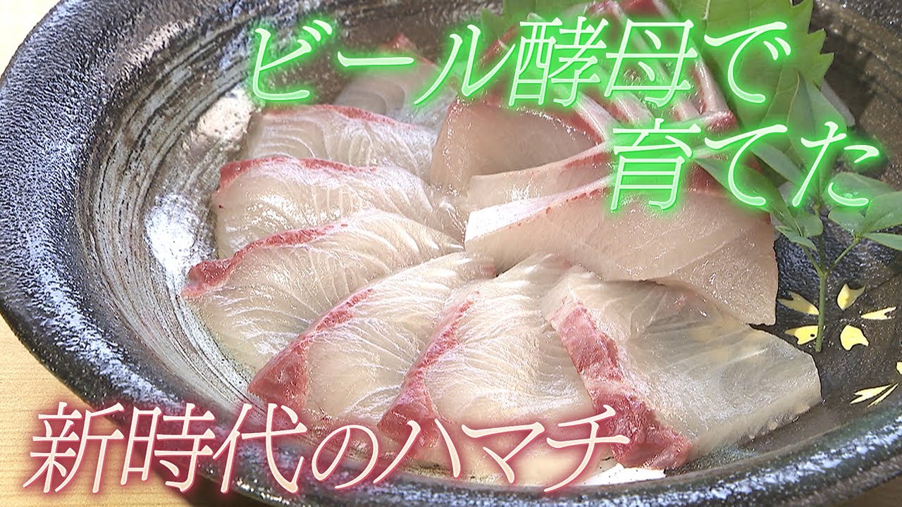 【ビール酵母でおいしく】新時代の養殖ハマチ「若武者」 大分・佐伯市【わが街ええもん物語】