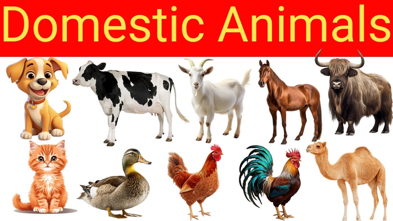 Domestic Animals For Kids | Domestic Animals Name With Hindi Meaning and Spelling | RudraSN