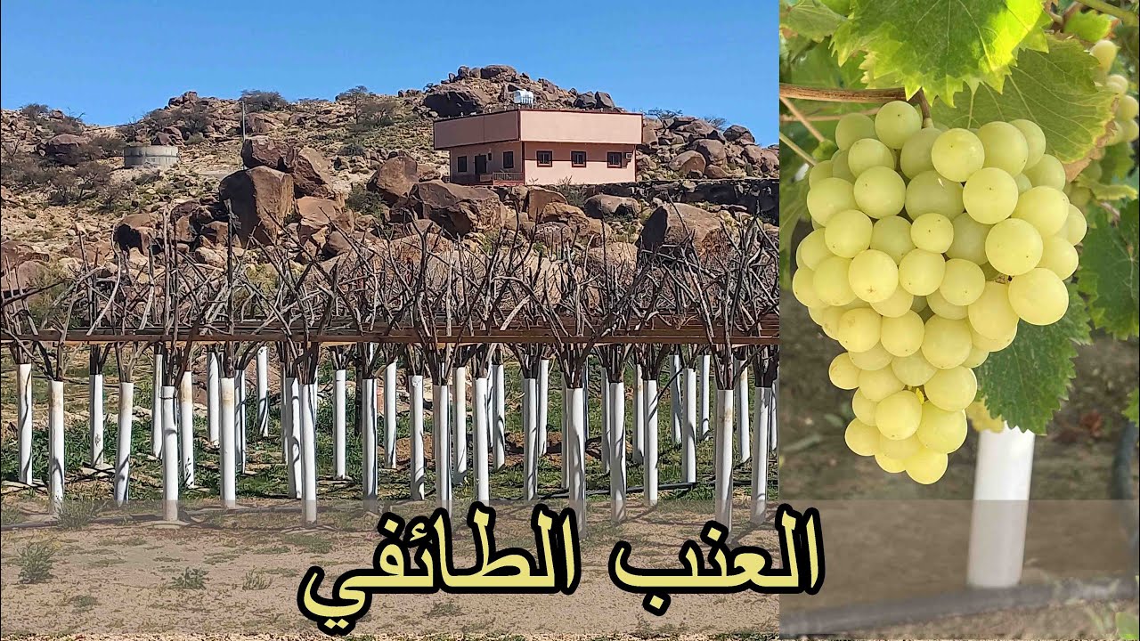 طريقة زراعة العنب بالسعودية How to grow grapes in Saudi Arabia