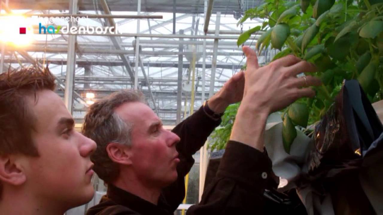 Teeltproject aardappelen op water - HAS Hogeschool