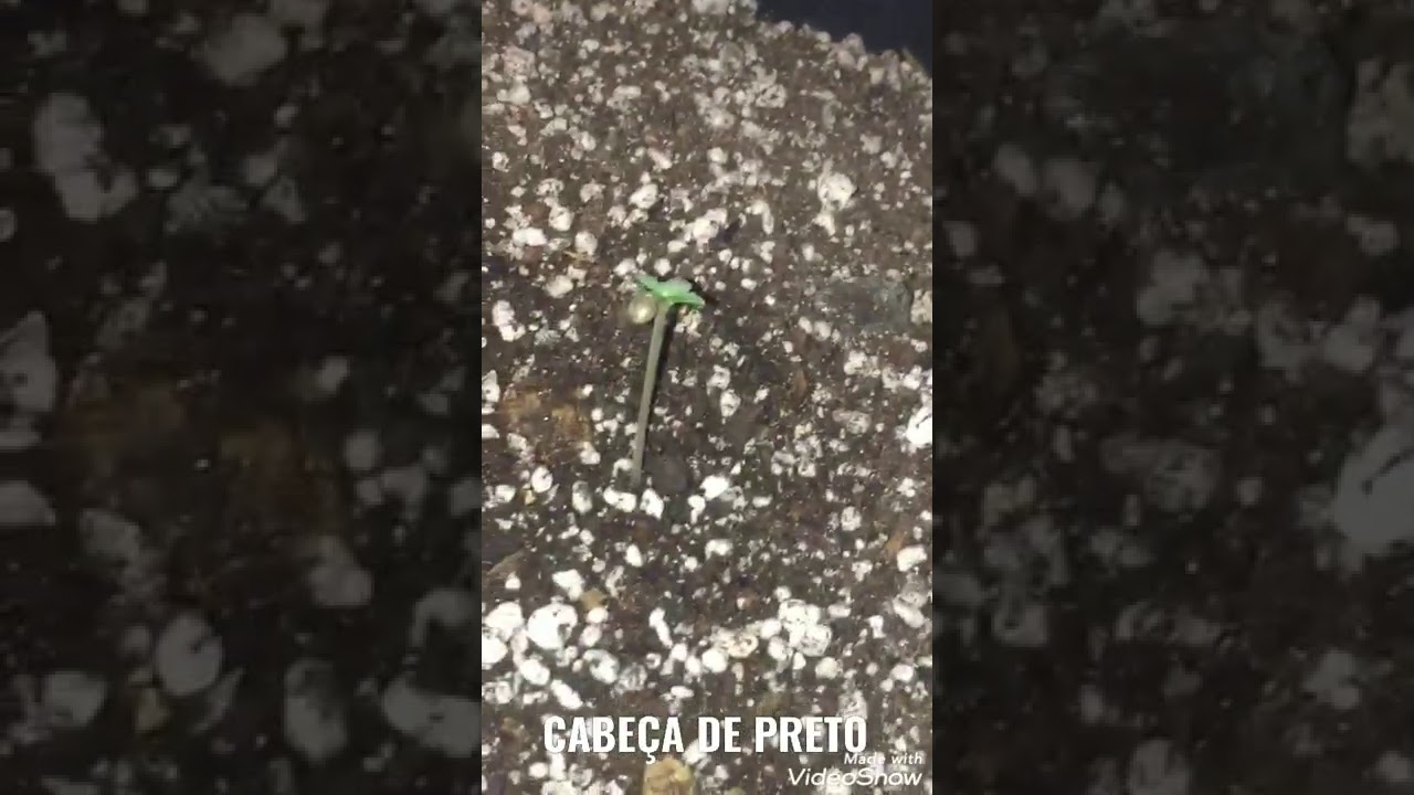 Di&aacute;rio de cultivo - #01 Semana - Autom&aacute;ticas (Maconha seeds bank & Fatcrystal Solo)