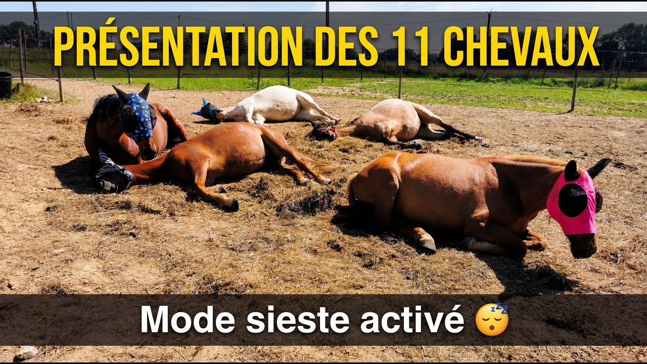 🐴 PRÉSENTATION DES 11 CHEVAUX DE L'ÉCURIE 🐴