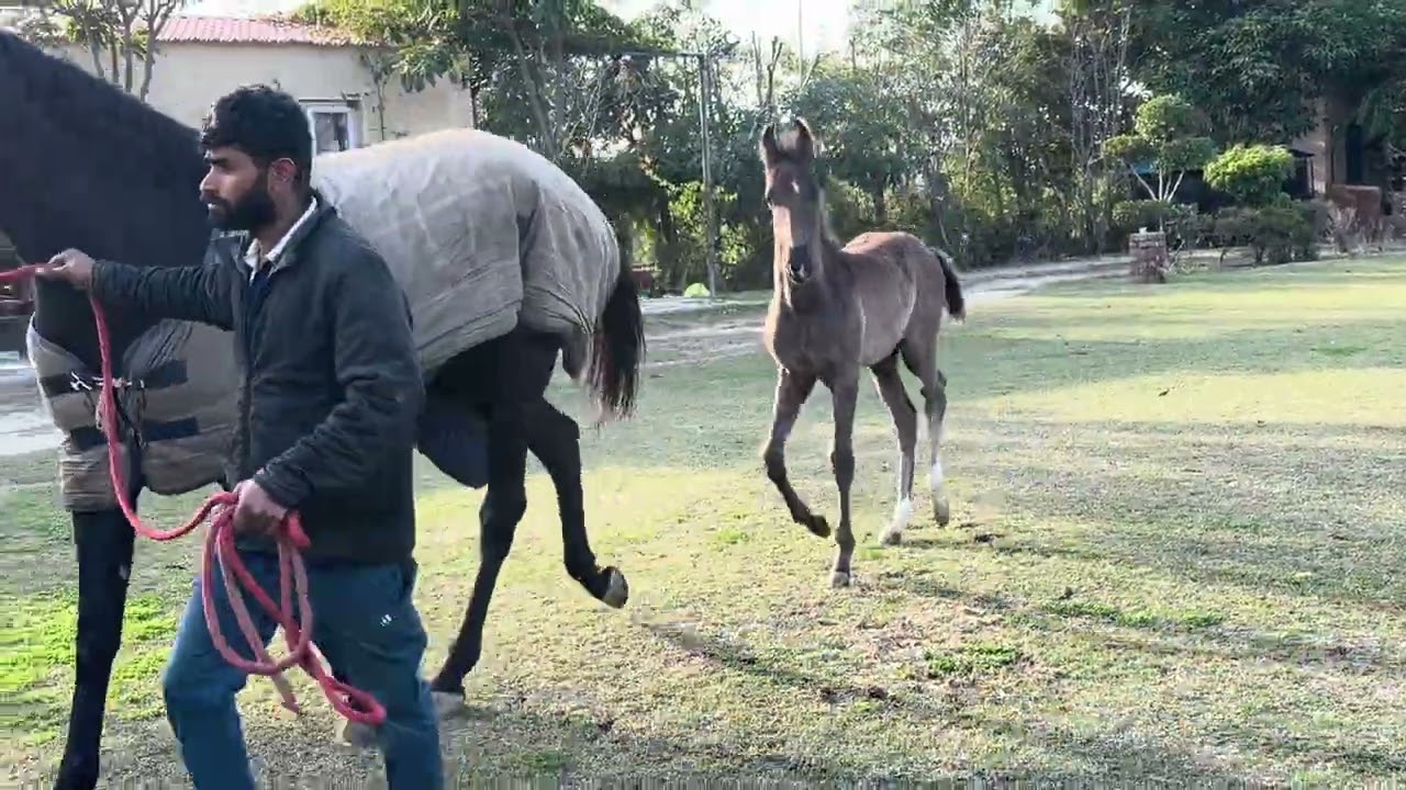 We have bought a colt sired by Punjab shingar of baba Gurwinder Singh Kheri wale dam 