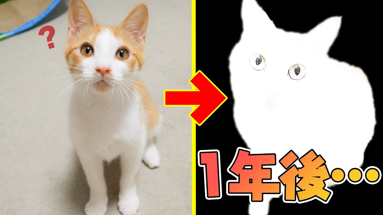 他の猫たちを参考に子猫が1年後どんな姿になっているか予想してみたら…みんな太っていました。