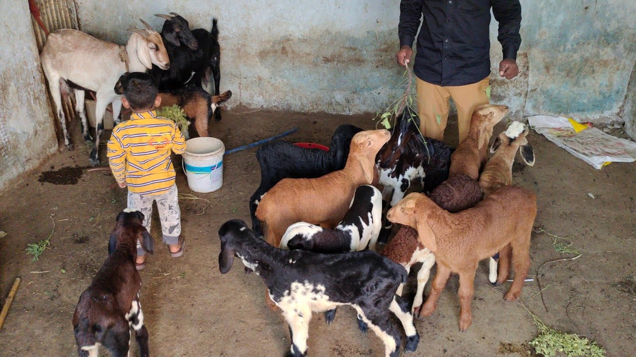 Telangana baby sheep in Hyderabad ziaguda | desi bakriya in Hyderabad