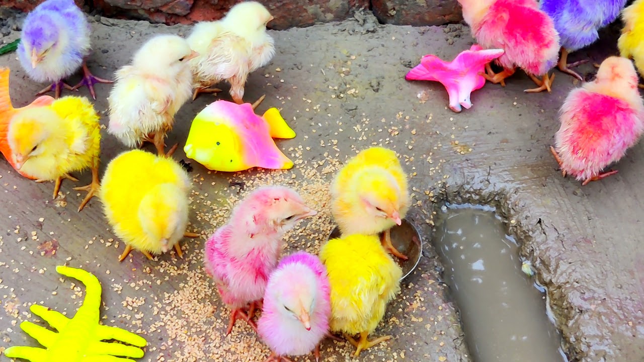 BAD Video MURGI Chicks Swimming Pools Bathing - Cute hen - cute hen playing and eating
