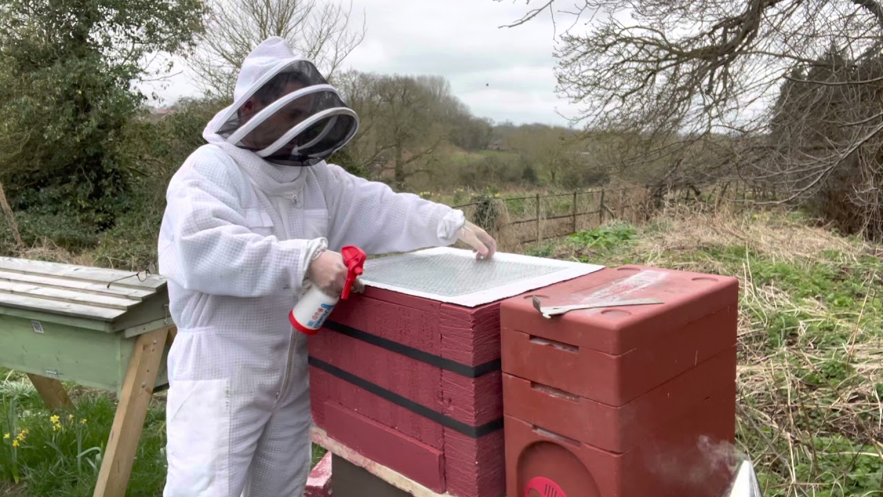 Transferring bees into my YEST hive - 20th March 2021