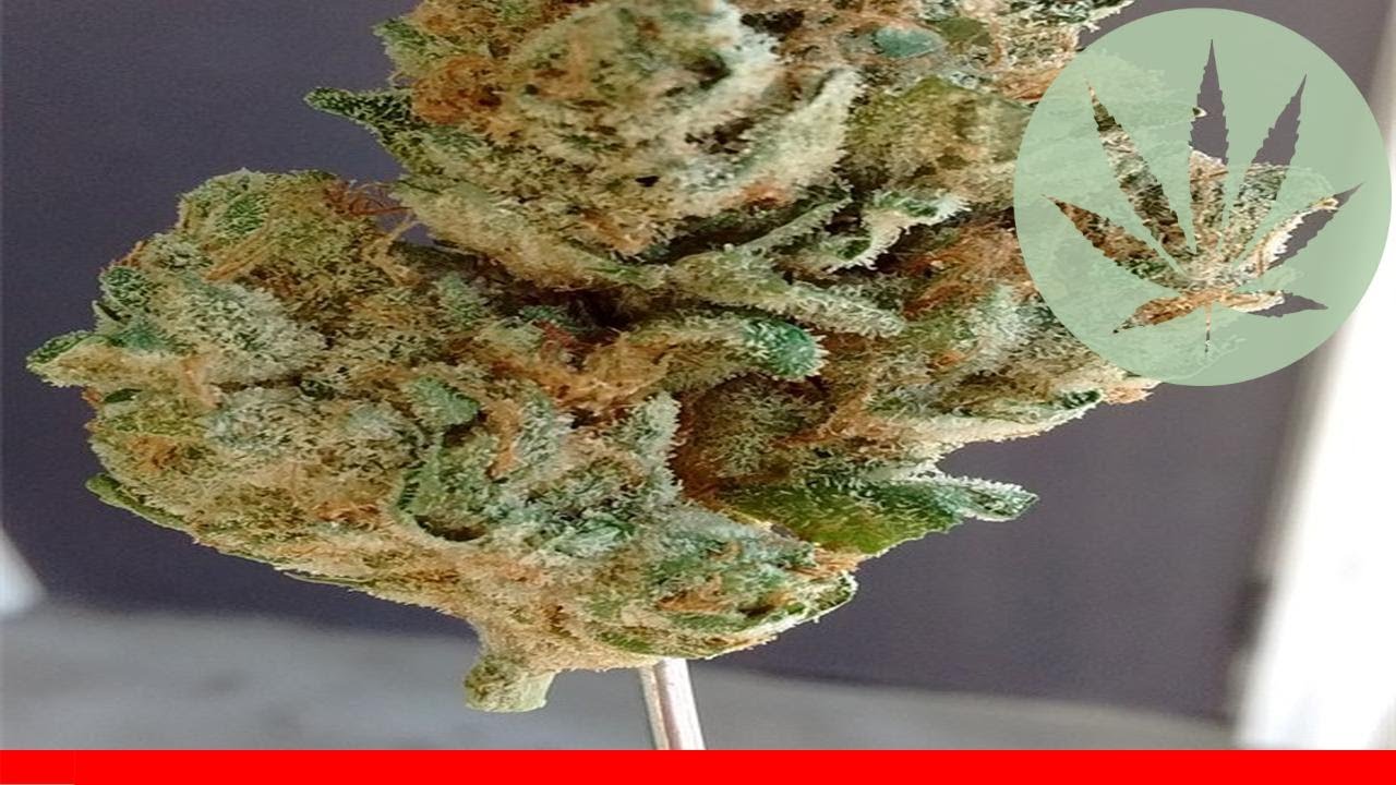 Blue Kush - All About This Strain