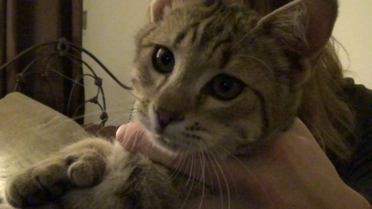 Pixie Bob Update - 8 Days!  Awesome Cat!!!