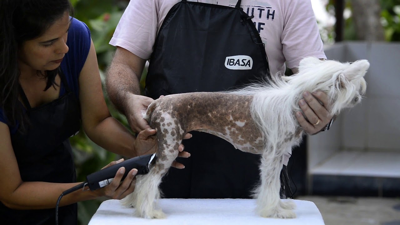 Tosa do Cão de Crista   Final