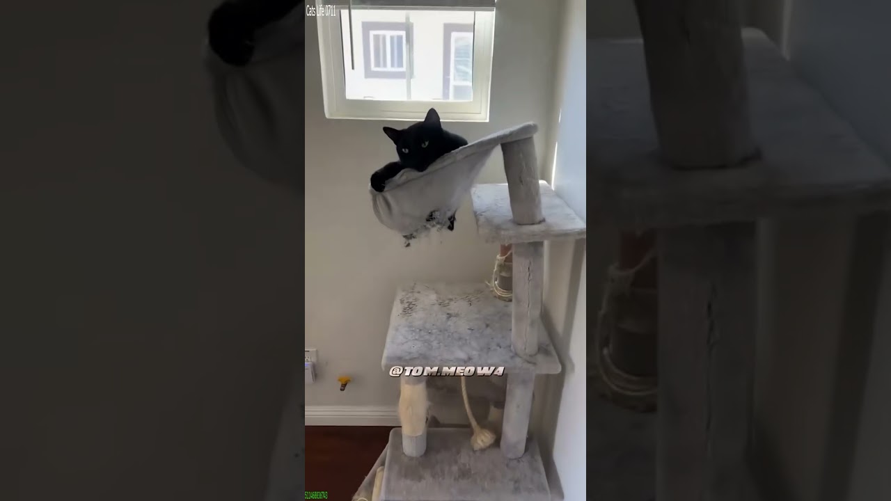 Cat Lover 🐱 Cats Being Cats 🙀 # Part 4109