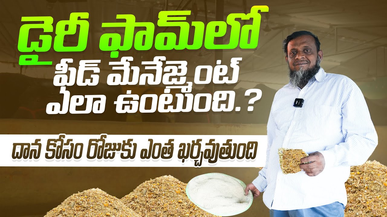 డైరీ ఫామ్ లో ఫీడ్ మేనేజ్మెంట్ ఎలా ఉంటుంది |ఎంత ఖర్చవుతుంద |karshakavani |@karshakavani7049
