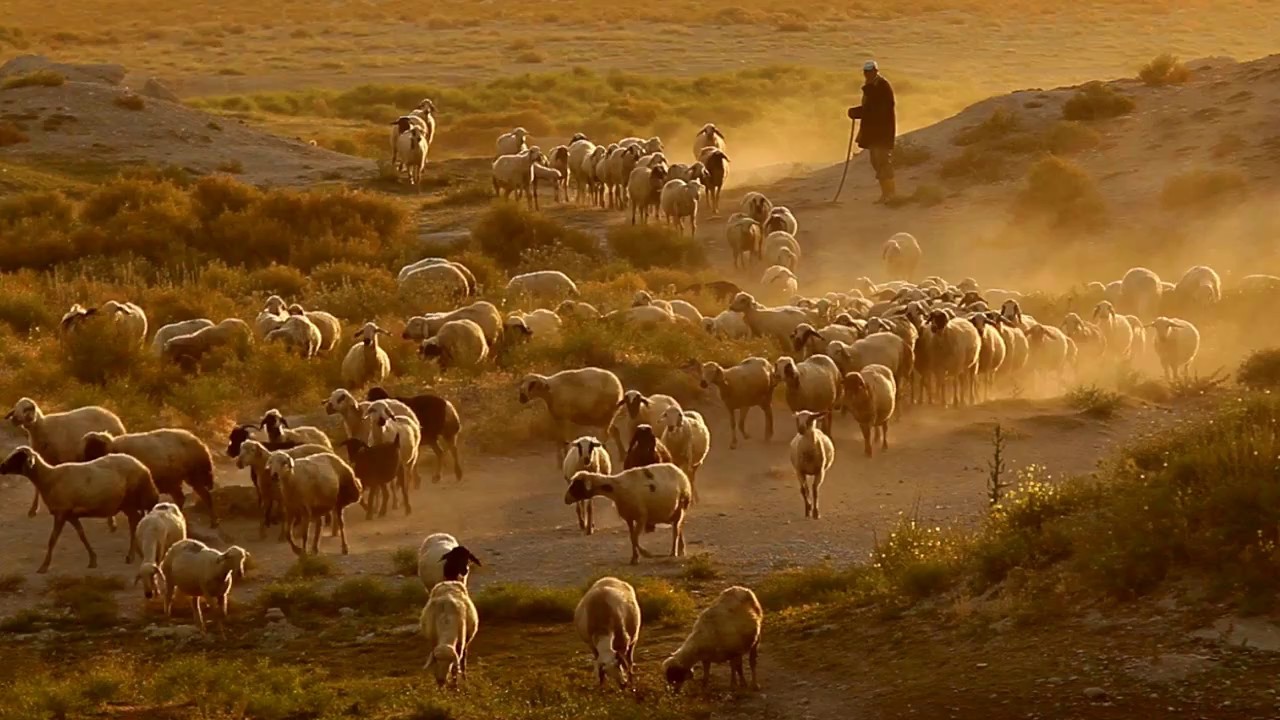 ADABAĞ SÜRÜLERİ - KÖYE DÖNÜŞ