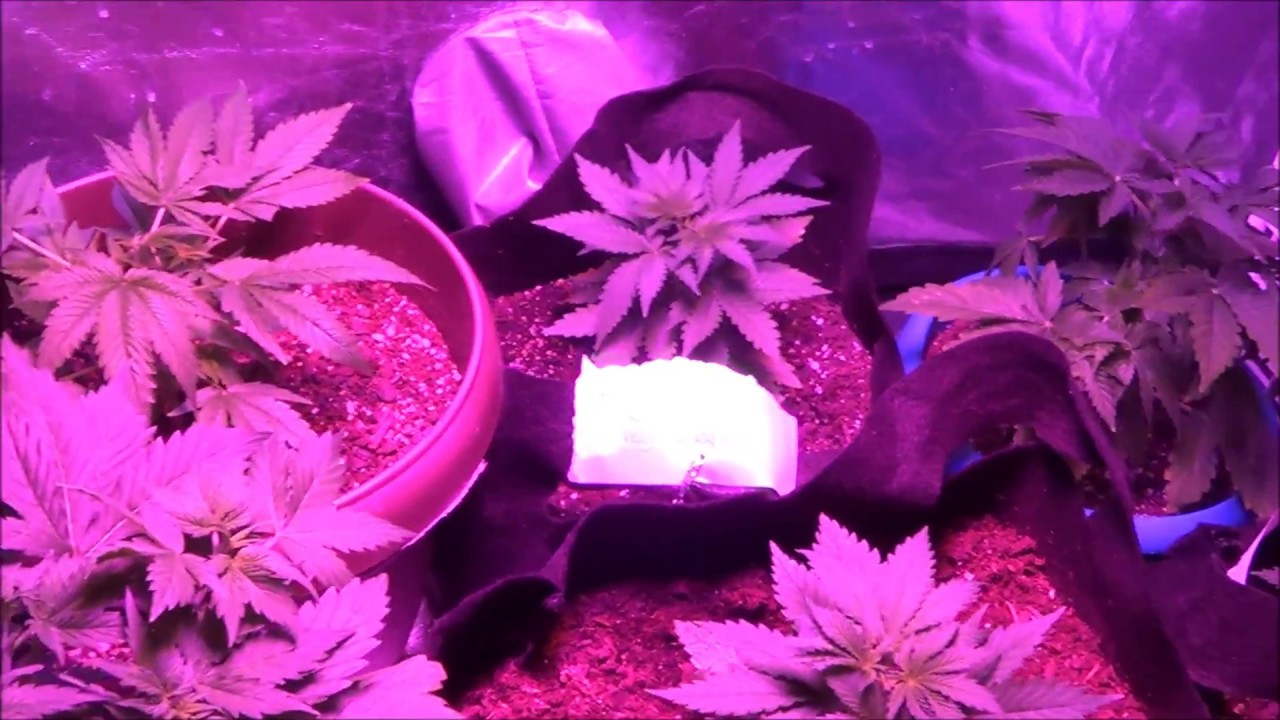 Goldleaf + Jack Herer week 1 of veg + Blueberry Autoflower day 28 ilgm