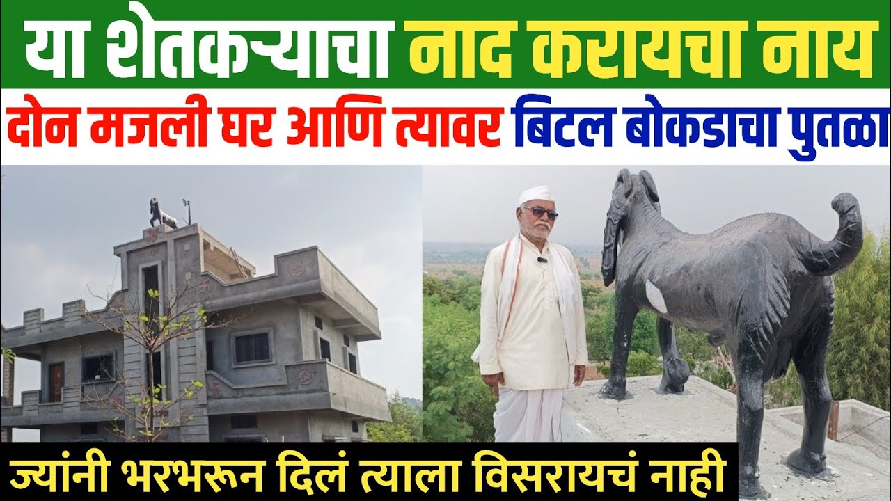 बीटल शेळी पालन | bital sheli palan | goat farming | shelipalan in marathi | शेळी पालन माहिती |