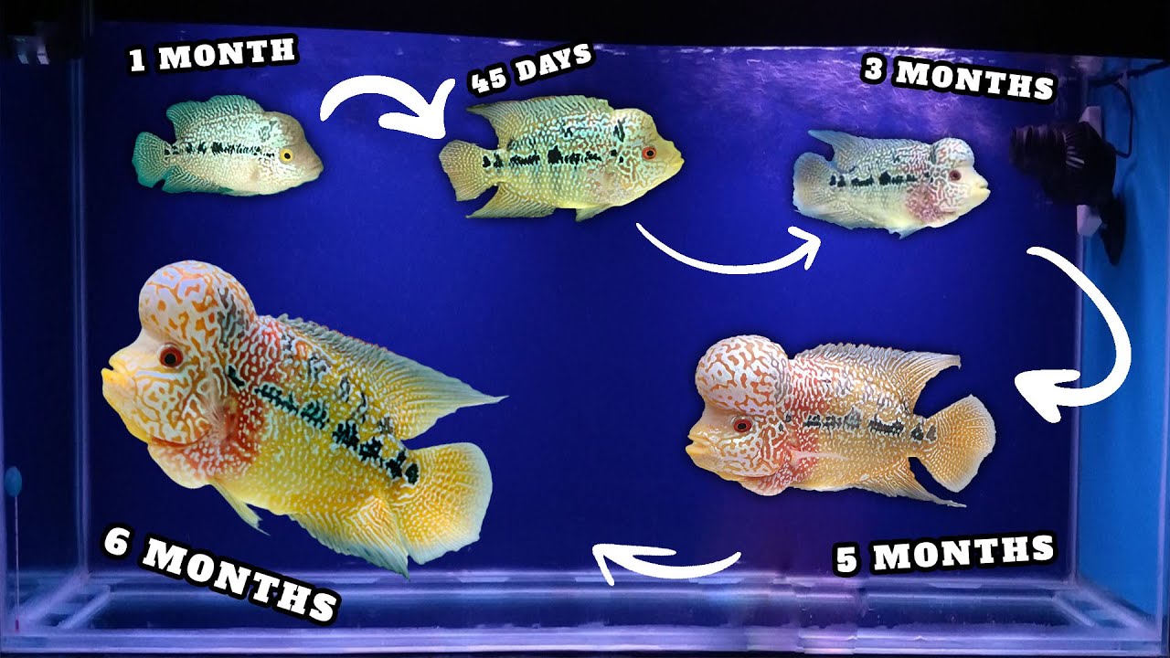 Flowerhorn Growth from 1 month to 6 months (Story of Rocko)