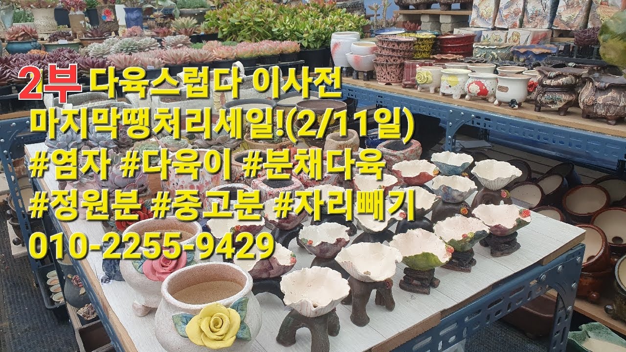 2부 다육스럽다 이사전 마지막땡처리세일!(2/11일) #염자 #다육이 #분채다육 #정원분 #중고분 #자리빼기010-2255-9429