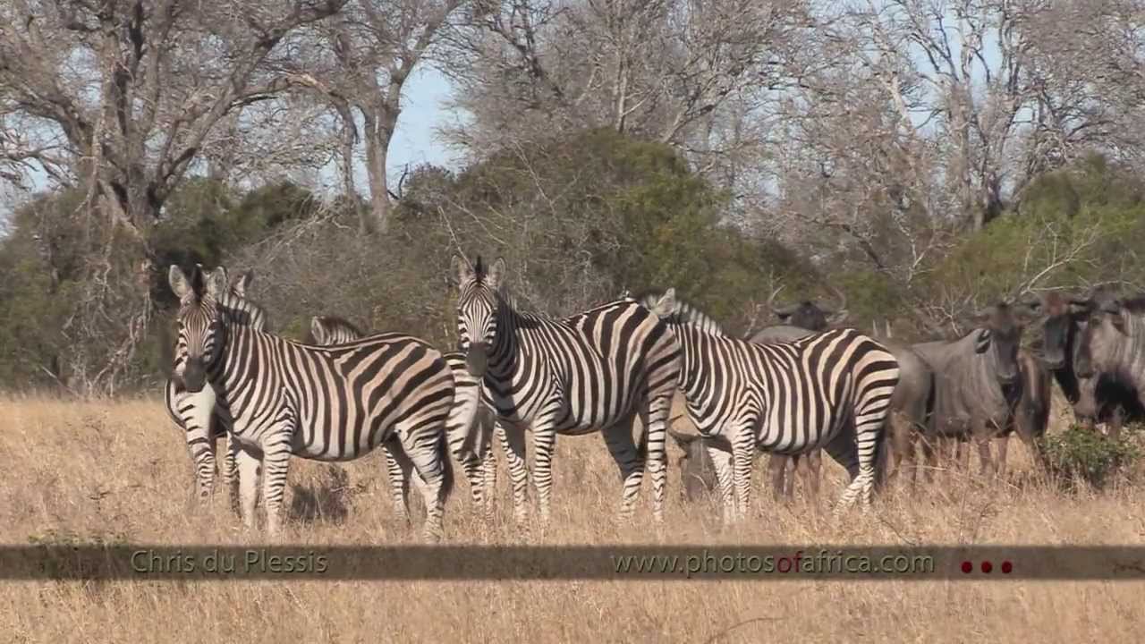 Manyeleti Game Reserve - South Africa Travel Channel 24