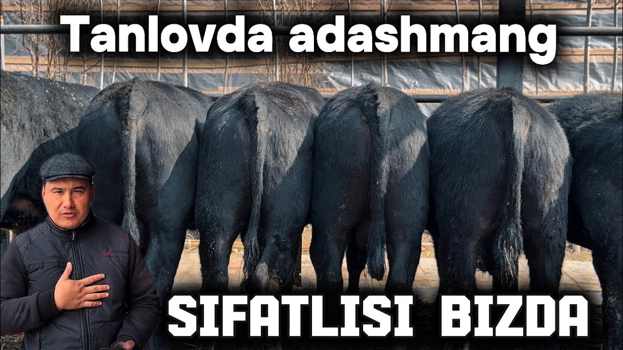 🔥🐂 SIFATI OLIY – NARHI YO‘LIDA! 🐂🔥💎✨ TOZZA NASILLI BUQALAR VA HUNAJINLAR SOTILADI! 