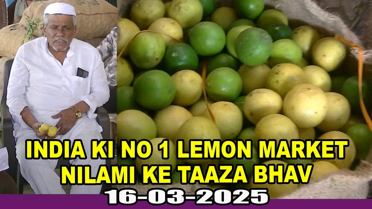 INDIA KI NO 1 LEMON MARKET  AAJ NILAMI ME KYA BHAV  -? 16-03-2025 BIJAPUR MARKET ನಿಂಬೆ ನಾಡು ವಿಜಯಪುರ
