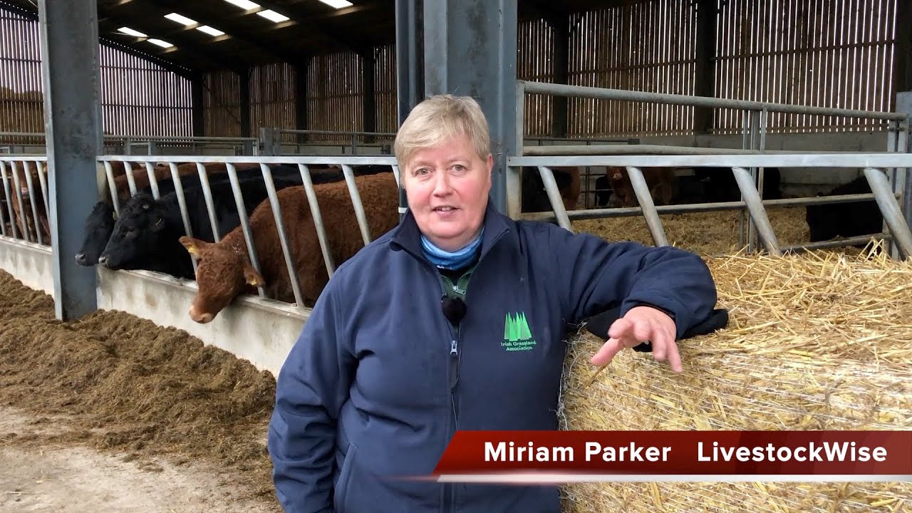 Miriam Parker's 5 top tips for successful cattle handling