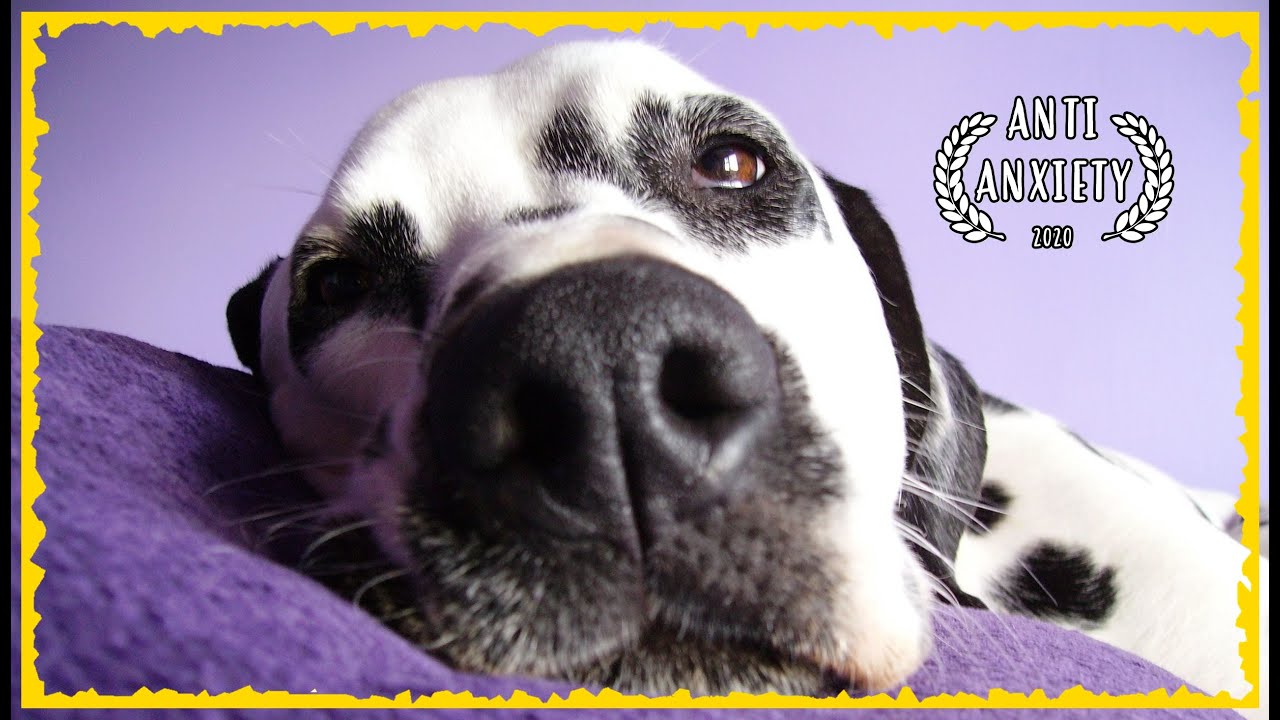 Relaxing music for Dalmatians ~ Soothing Music for Dogs to relax [TESTED]