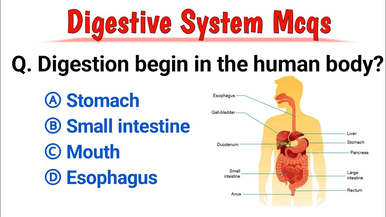 Digestive System Mcqs | digestive system mcq for neet 2024