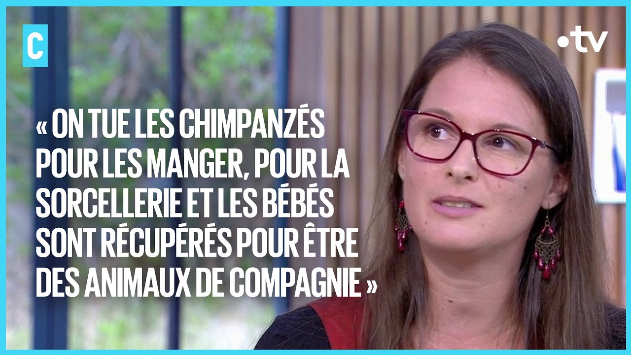 Déforestation, braconnage et maladies : comment sauver les grands singes - C l’hebdo - 11/06/2022