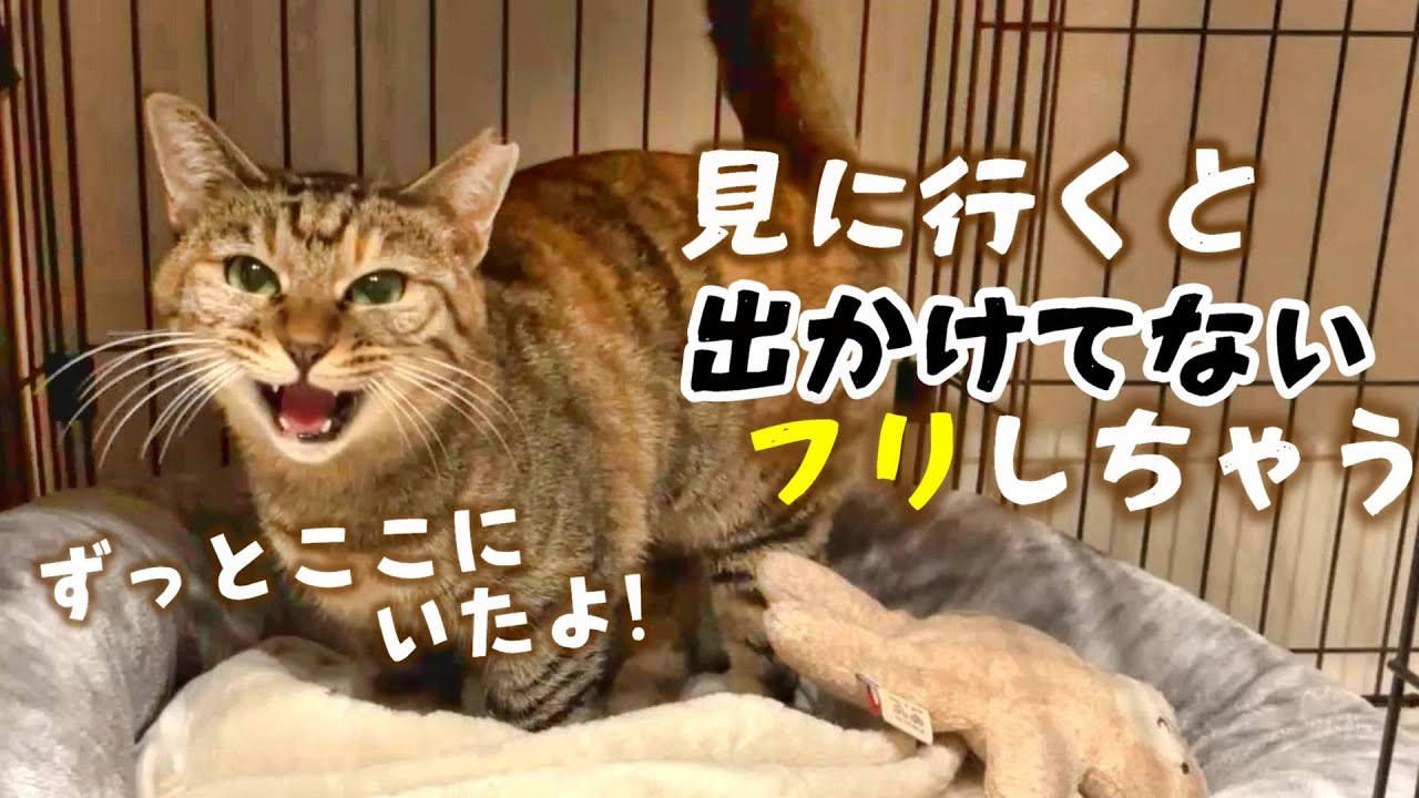 こっそりお出かけするようになったりんちゃんの秘密