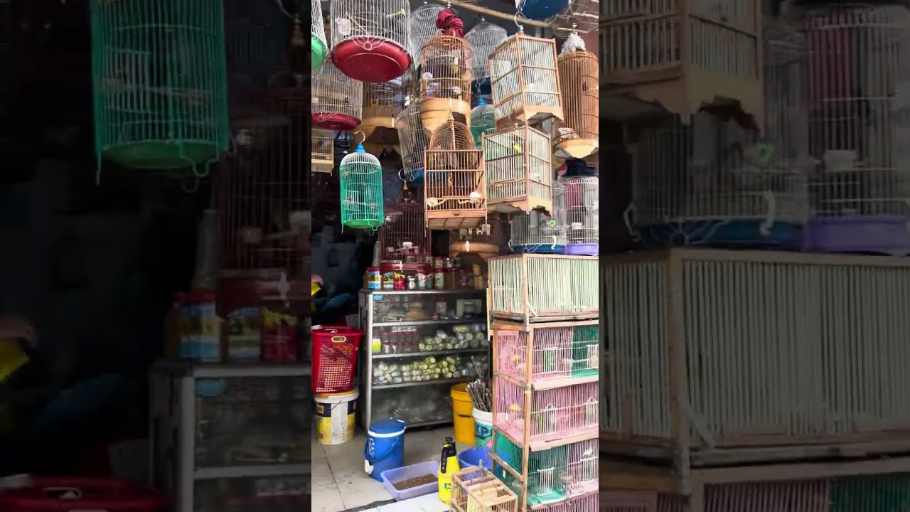 Chim hút mật ngực lửa Sri Lanka và các loại