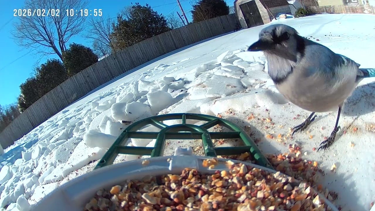 Squirrels and Birds for Cats on Snowy Day Bird Feeder Cam 2K #birds #birdfeeder #birdidentification