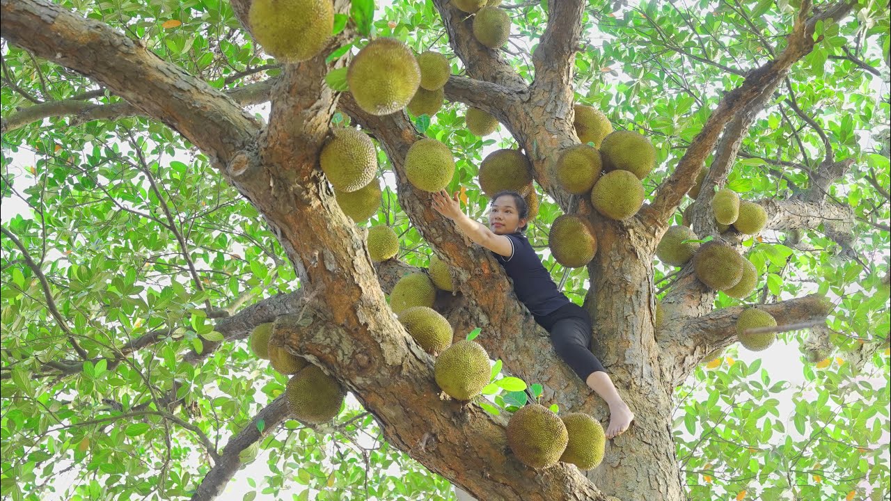 Harvesting jackfruit from tall trees – Sells out very quickly | Traditional boiled jackfruit