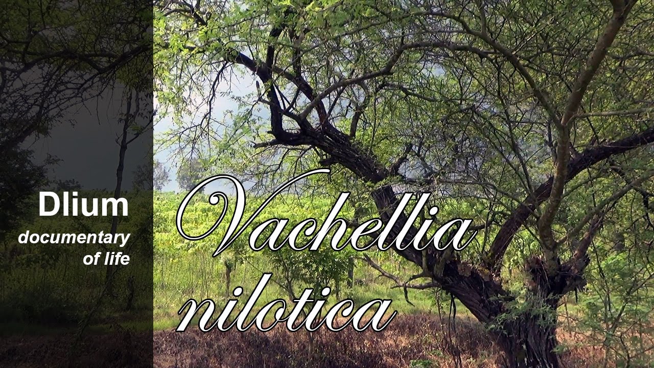 Egyptian acacia (Vachellia nilotica) - part 1