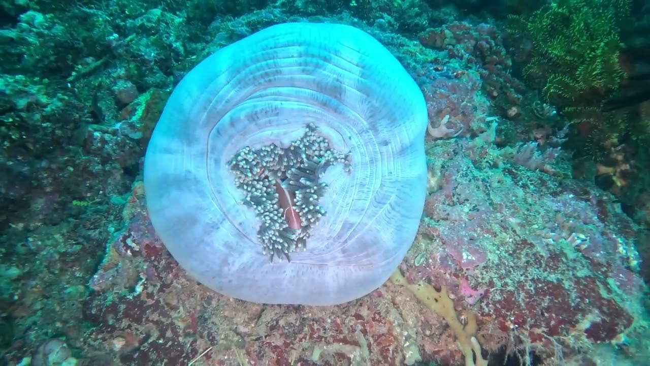 Visayas dive Safari day 1