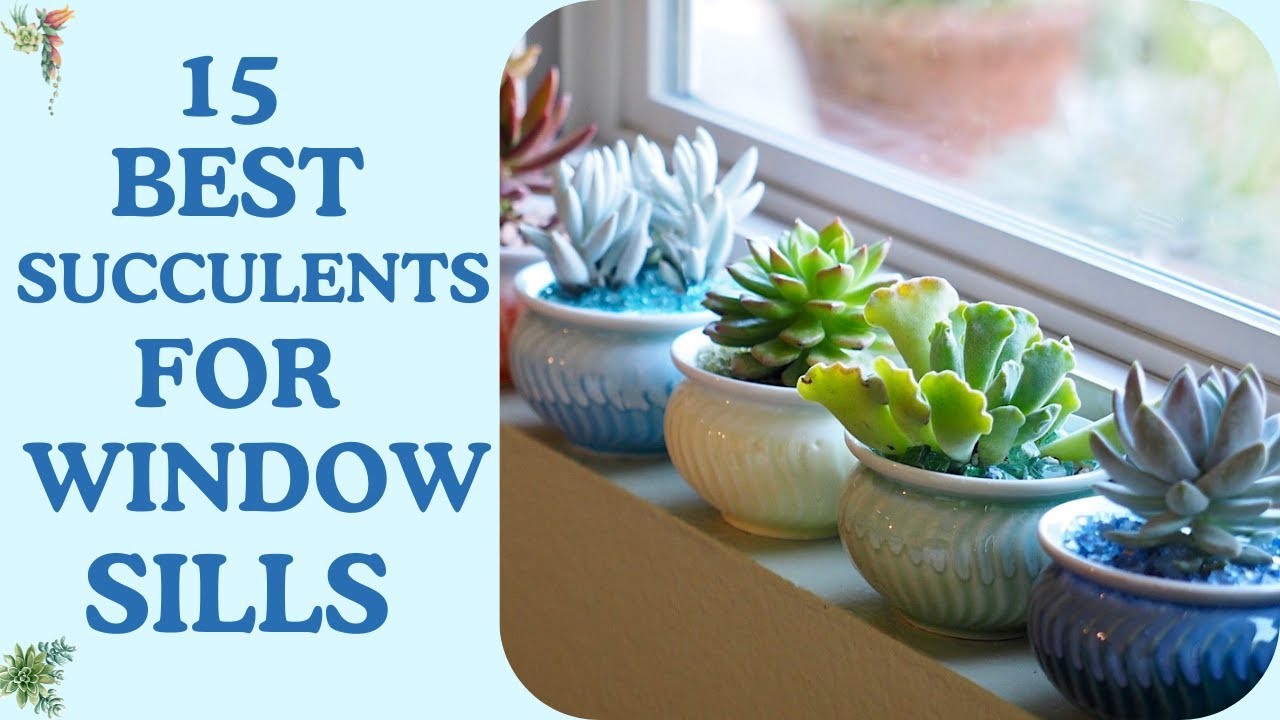 Top 15 Succulents for Window Sills | Perfect Succulents For Windows