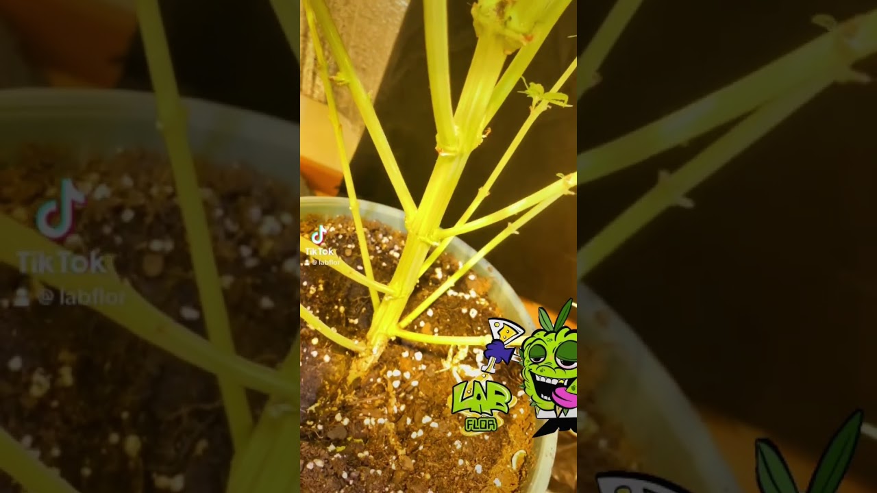 Resultado poda apical despu&eacute;s de 2 meses