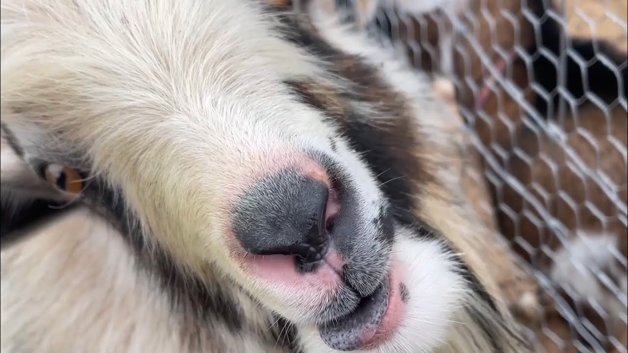 Ridiculous goat noises #goattongueflapping #goatnoise #goatyelling #sillygoats