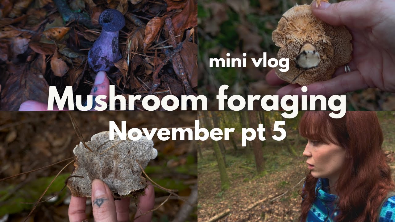 Mushroom foraging in UK | early November vlog 5