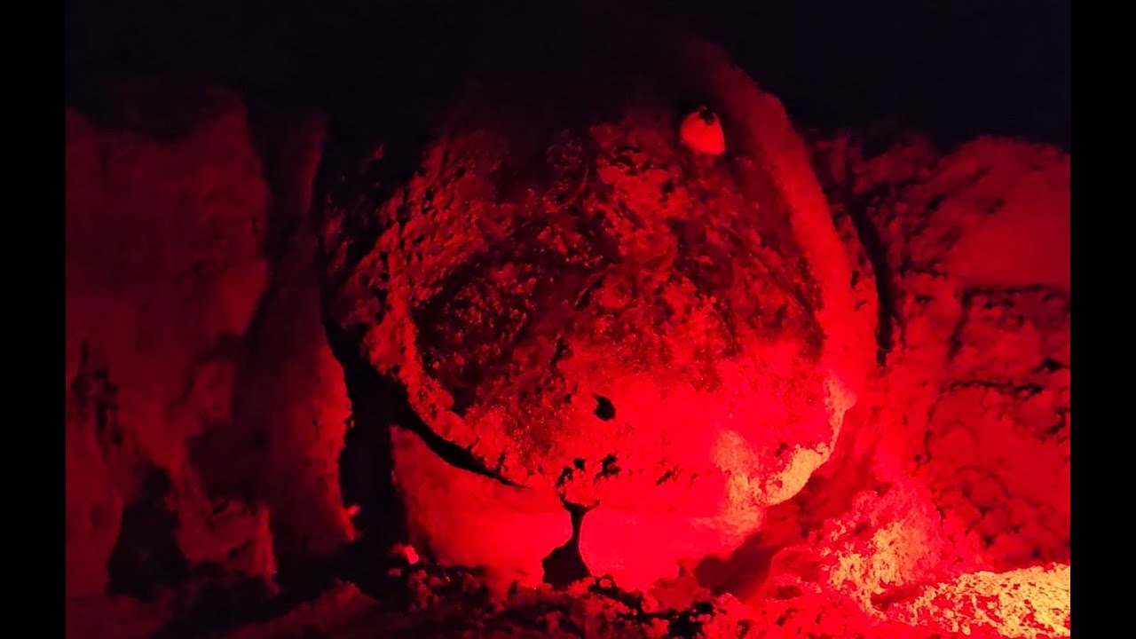 Nesting of Caretta caretta - Nest covering - Ilha do Sal, Cabo Verde (jul25)