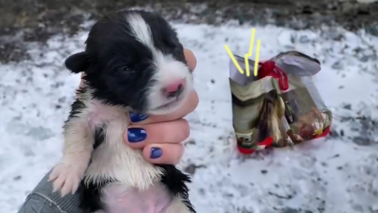 8 newborn puppies shivering and drenched, they kept calling mama from the sack