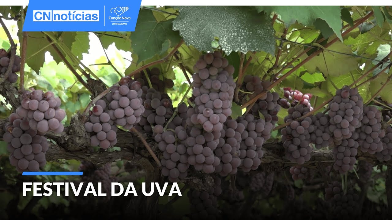 Produção de uvas movimenta economia durante Festa da Uva em Jundiaí