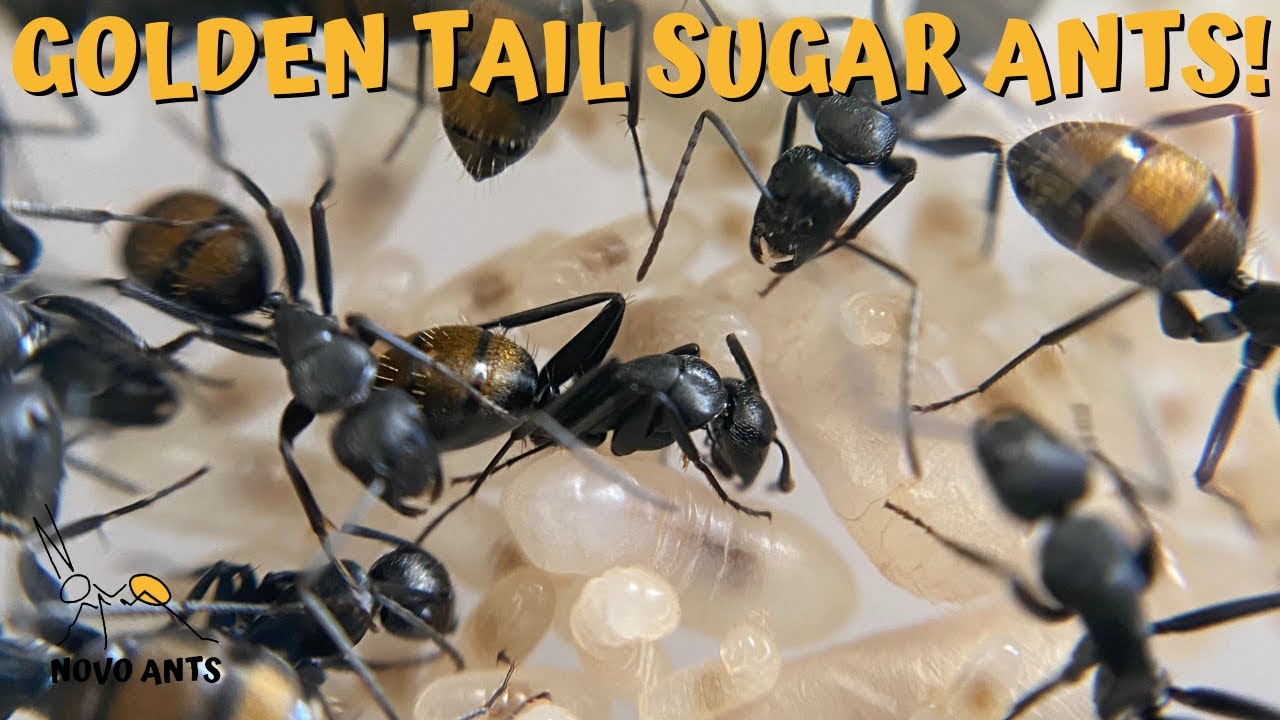 Golden tail sugar ant update - Ant Colony - Camponotus aeneopilosus
