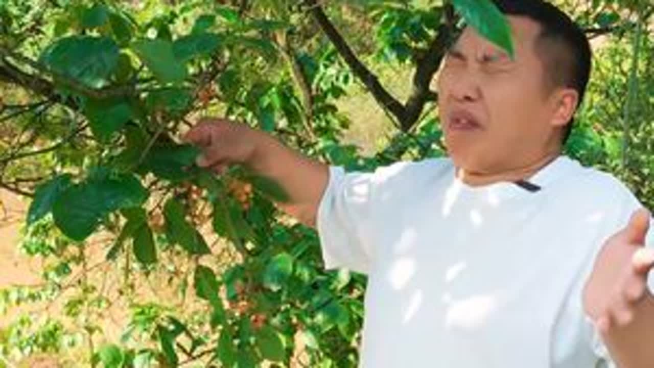 樱桃熟了，张秋你就是故意的欠收拾了