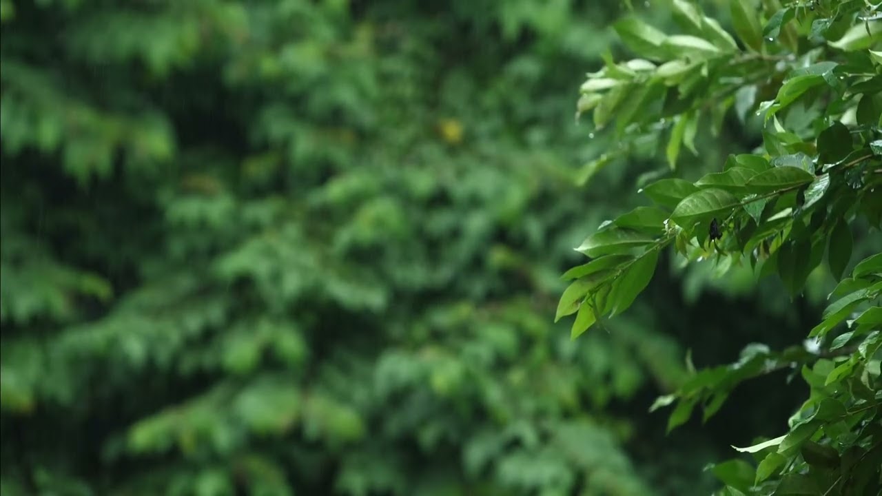 Gentle Rain in Rainforest | 1 Hour | Sleep, Study, Relax | ASMR Nature Sounds